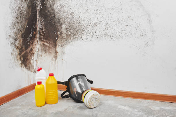 Trusted Deadwood, SD Mold Removal Experts