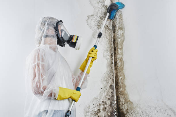 Best Professional Mold Removal  in Deadwood, SD