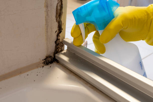 Best Mold Removal Specialists  in Deadwood, SD