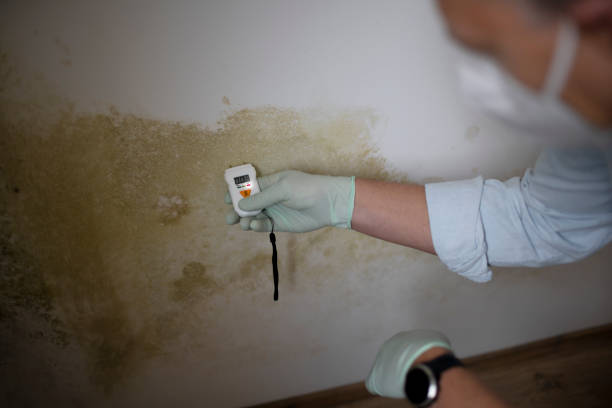 Best Affordable Mold Removal  in Deadwood, SD