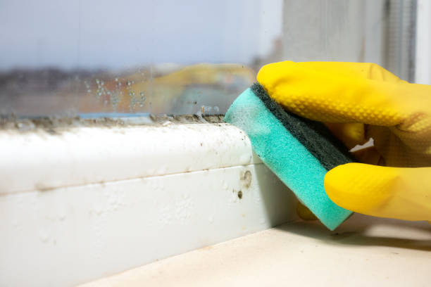 Best Attic Mold Removal  in Deadwood, SD