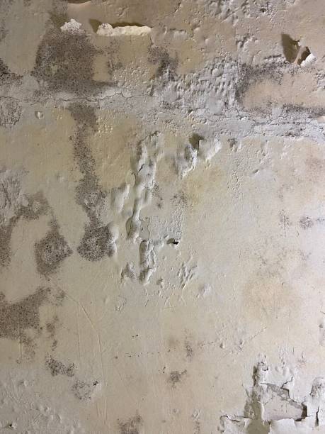 Best Mold Damage Repair  in Deadwood, SD