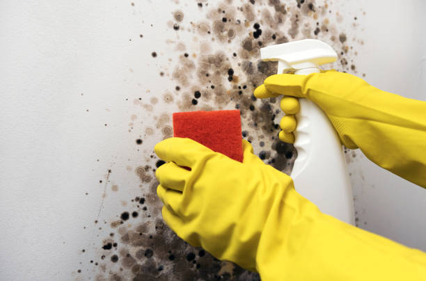 Best Certified Mold Removal  in Deadwood, SD