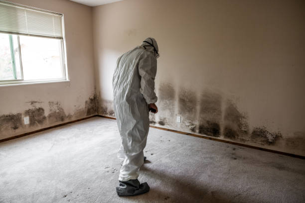 Best Local Mold Removal Service  in Deadwood, SD