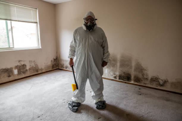 Reliable Deadwood, SD Mold Removal Solutions