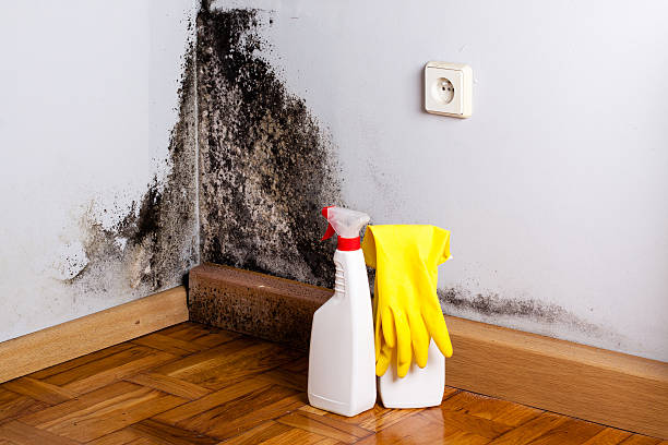 Best Mold Removal Near Me  in Deadwood, SD